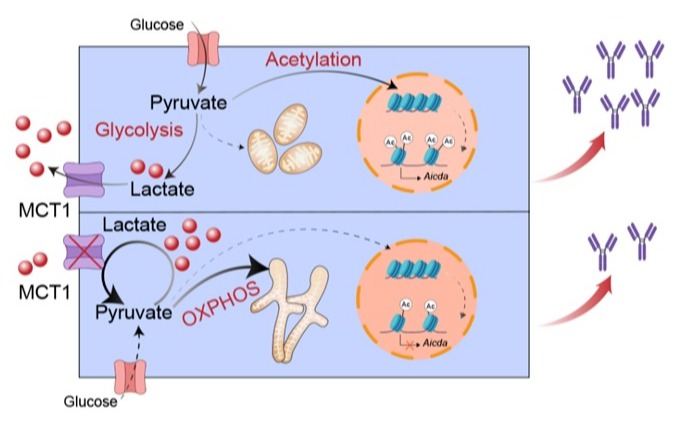 2025新澳门开门原料免费