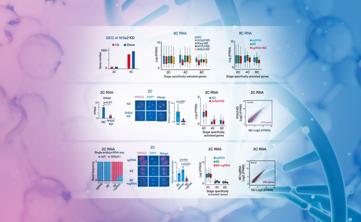2025新澳门开门原料免费