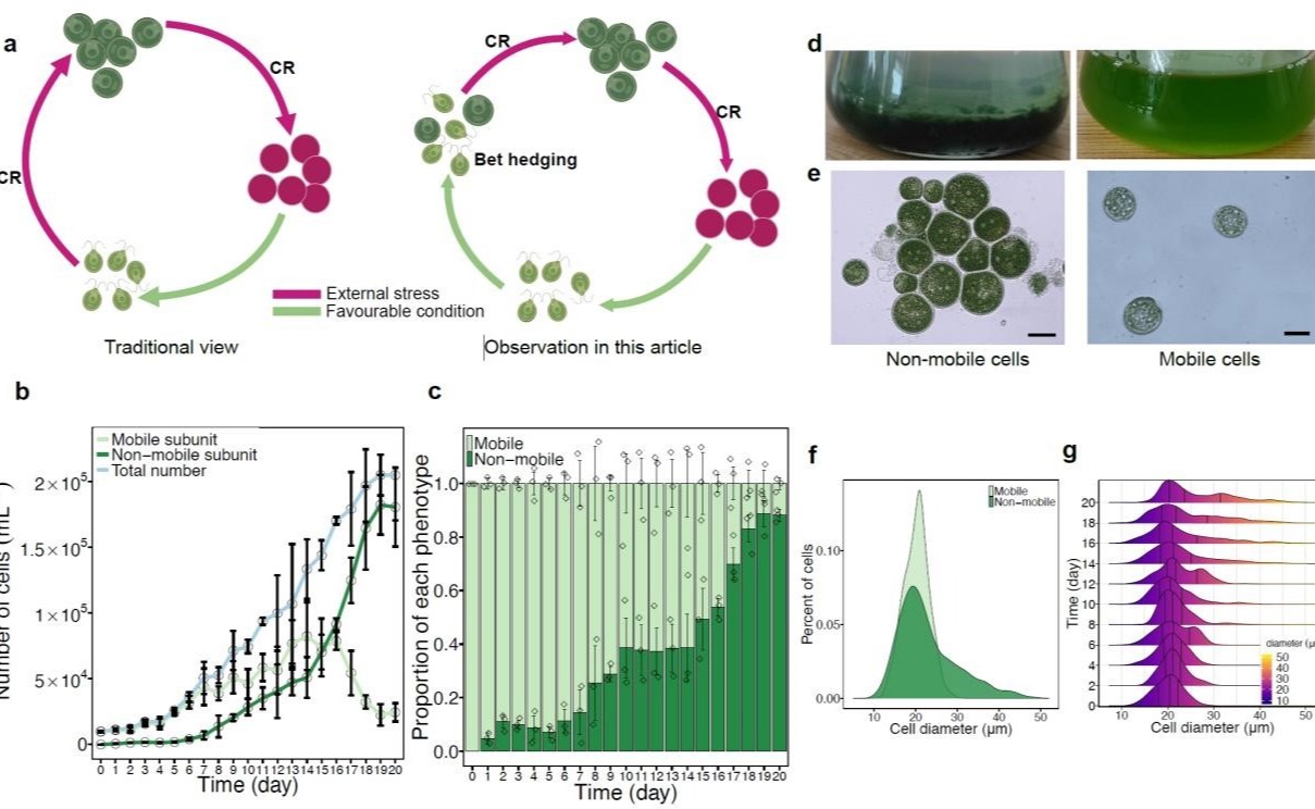 2025新澳门开门原料免费