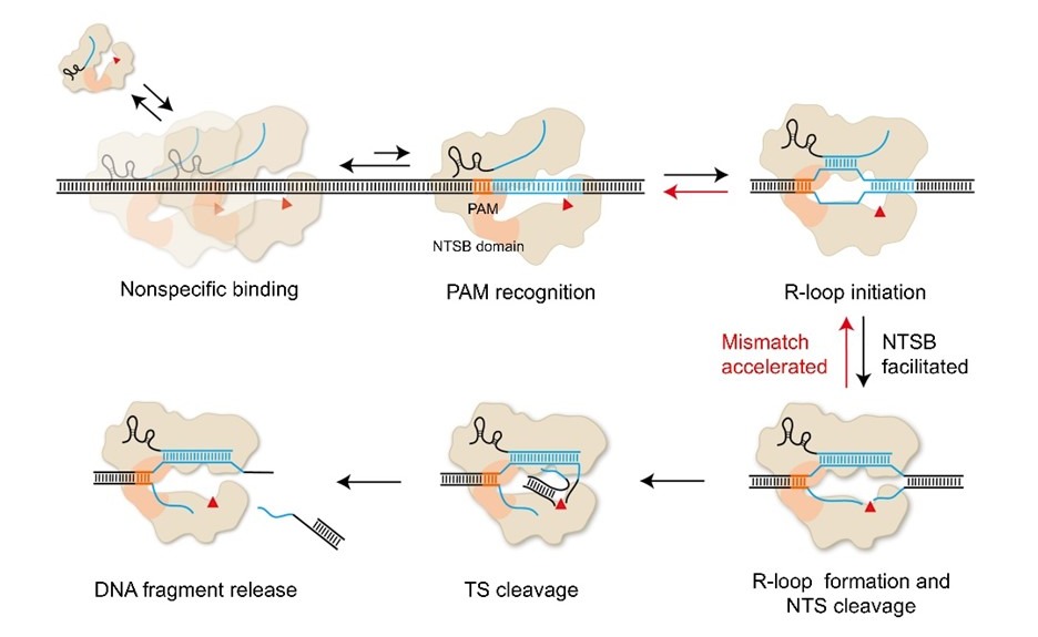 2025新澳门开门原料免费