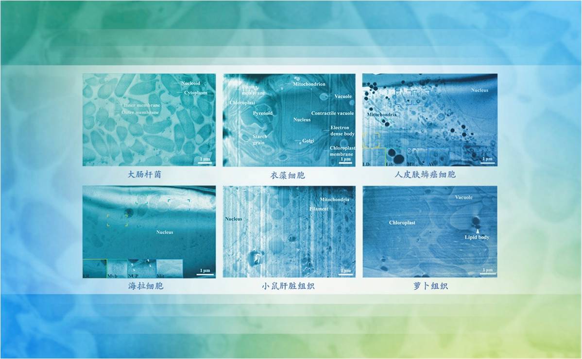 2025新澳门开门原料免费