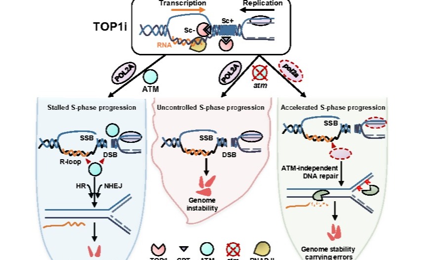 2025新澳门开门原料免费