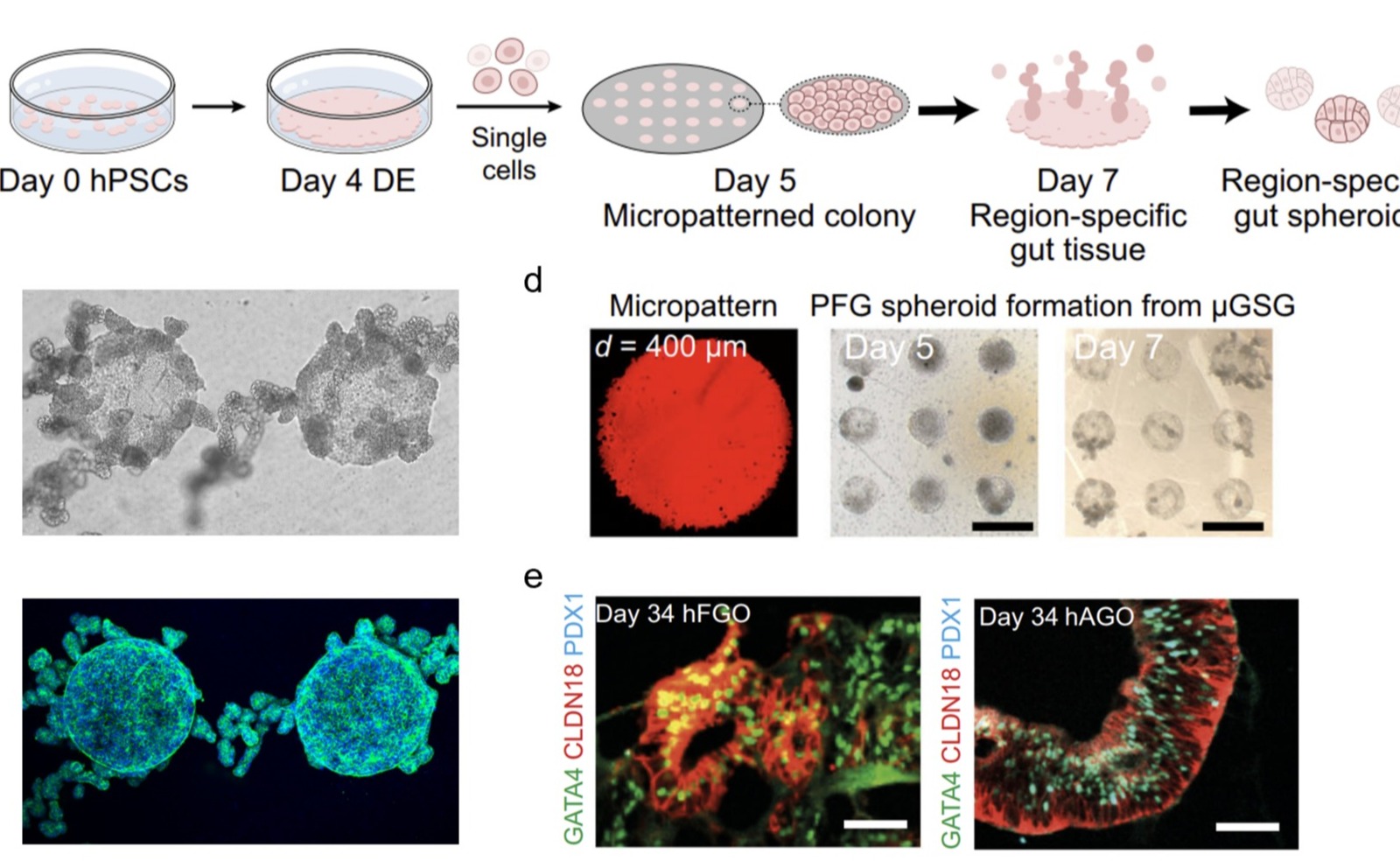 2025新澳门开门原料免费