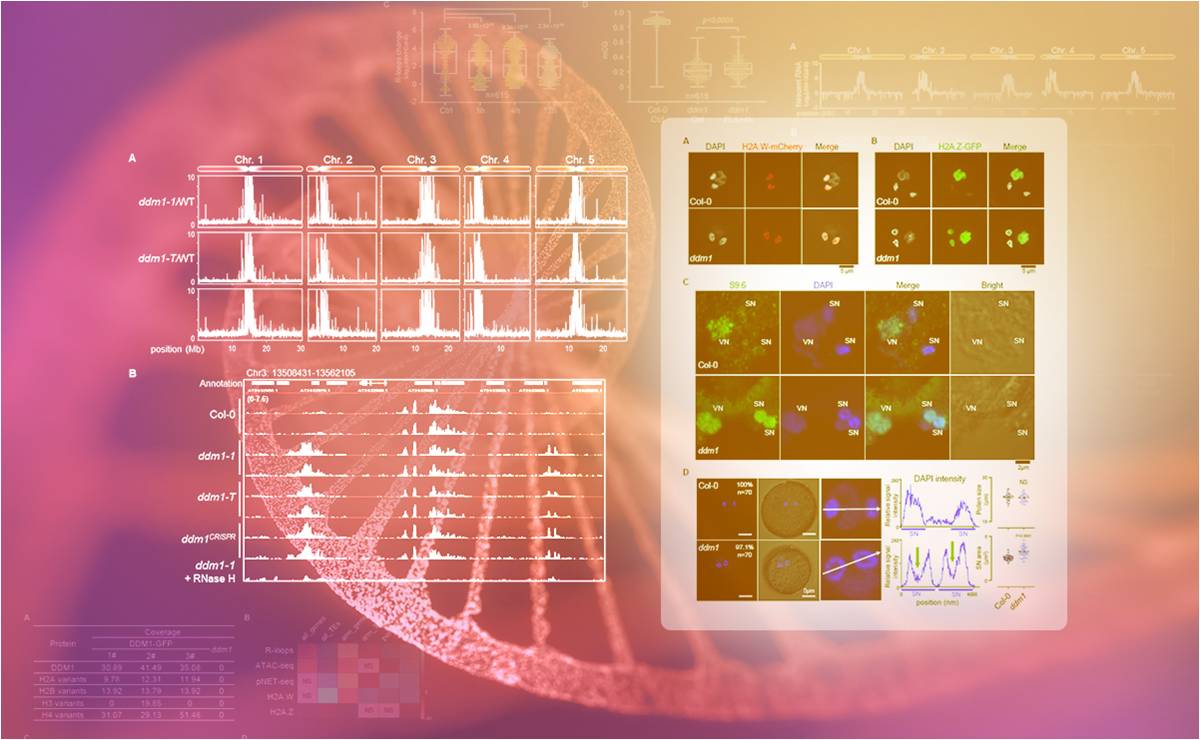 2025新澳门开门原料免费