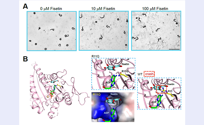 2025新澳门开门原料免费